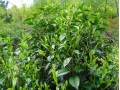 佳山·佳水·佳茗－原生包种茶的生长环境