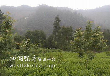 湖州生态茶园建设稳步推进(图)