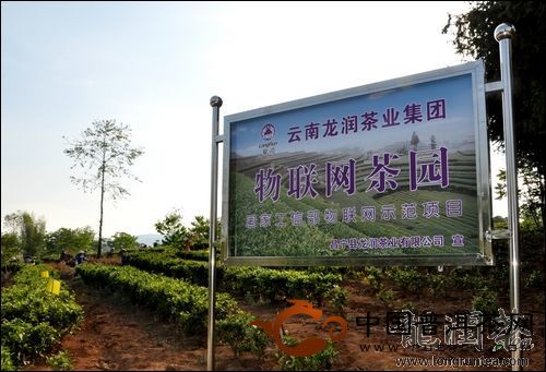 龙润茶园