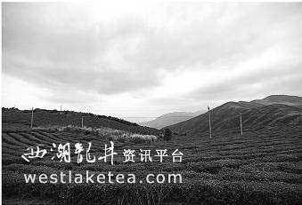 苍南鹤顶山茶园欲用品牌串起茶产业链(图)