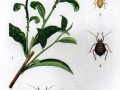 茶蚜为害特征及防治方法