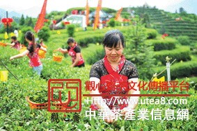 夷陵举办三峡茶艺节 茶产业助力绿色发展(图)