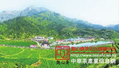 英妹子生态有机茶基地