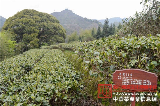 丹霞11号