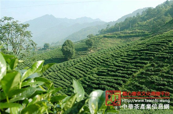红山镇茶园