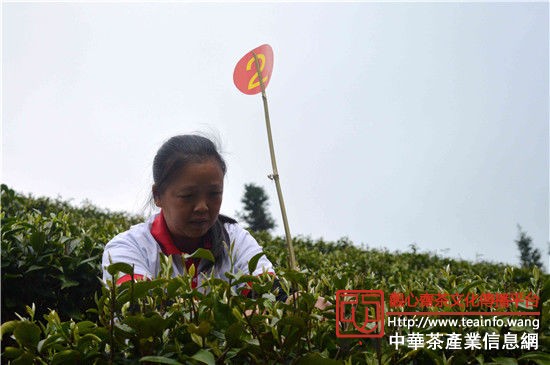 茶农