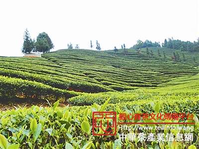 精准营销 开拓市场&mdash;&mdash;南平市茶产业发展的对策和建议
