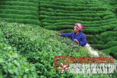 都匀毛尖茶农喜采春茶。吴东俊/摄