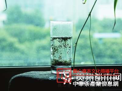 都匀毛尖在杯中，美如碧潭飘雪。邱凌峰　摄