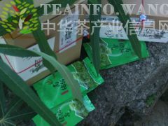 2016年丰顺县洋西坑农家绿茶，洋西坑农家高山绿茶批发零售图2