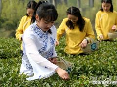 陕西春茶陆续进入采摘期 明前汉中仙毫一斤千元左右