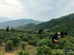 巫山：茶产业助农增收 春茶上市采摘忙