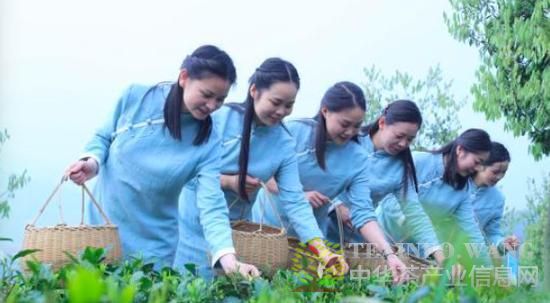 开园采茶