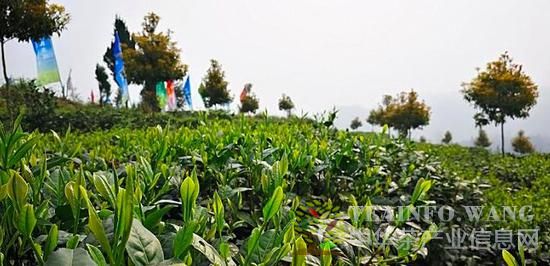 茶园新绿