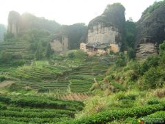 世界饮品中国造②︱武夷岩茶：斗的是“山场”还是工艺