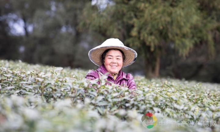 巴南区推进“互联网+”赋能茶产业高质量发展