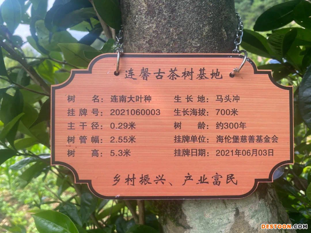 海伦堡连南古茶树基地