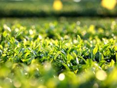 三江20万亩茶园有力带动乡村振兴—— “我们茶农蛮有奔头”