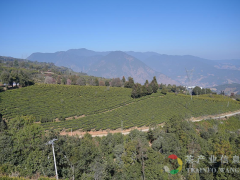 高山秀水云龙茶，高、高、实在是高！高山秀水云龙茶，高、高、实在是高！